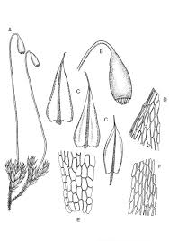 Attēlu rezultāti vaicājumam “Bryum caespiticium sporophyte”