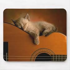 Image result for Cat sleeping in guitar