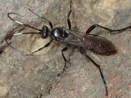 Attēlu rezultāti vaicājumam “Diphyus latebricola”