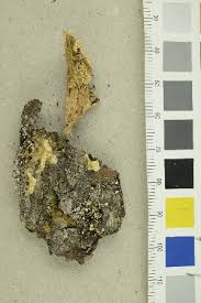 Attēlu rezultāti vaicājumam “Postia sericeomollis”