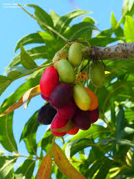 Attēlu rezultāti vaicājumam “Phleum phleoides fruit”