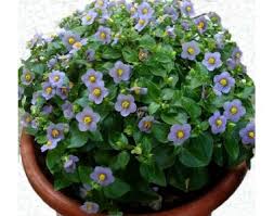 Image result for Exacum affine