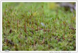 Attēlu rezultāti vaicājumam “Bryales”