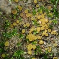 Attēlu rezultāti vaicājumam “Ascobolus furfuraceus”