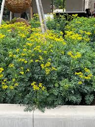 Image result for Ruta graveolens