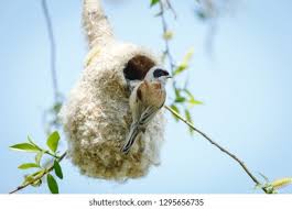 Image result for Remiz pendulinus