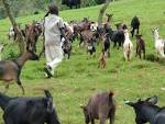 File:Animal husbandry in Congo.jpg - Wikipedia, the free encyclopedia