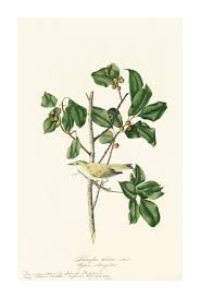 Image result for Vermivora peregrina