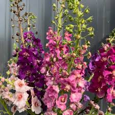 Attēlu rezultāti vaicājumam “Verbascum”