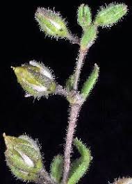 Attēlu rezultāti vaicājumam “Spergularia marina leaf”