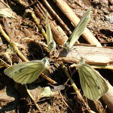 Attēlu rezultāti vaicājumam “Pieris napi underside”