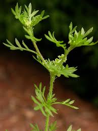 Attēlu rezultāti vaicājumam “Enteridium liceoides”