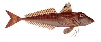Image result for Chelidonichthys cuculus