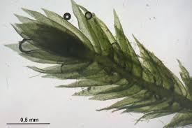 Attēlu rezultāti vaicājumam “Taxiphyllum wissgrillii”