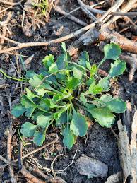 Attēlu rezultāti vaicājumam “Leucanthemum vulgare leaf”