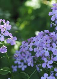 Image result for Hesperis matronalis