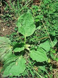 Attēlu rezultāti vaicājumam “Plantago major subsp. intermedia”