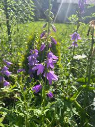 Image result for Campanula rapunculoides