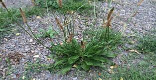Attēlu rezultāti vaicājumam “Plantago lanceolata bud”