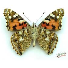 Attēlu rezultāti vaicājumam “Vanessa cardui underside”