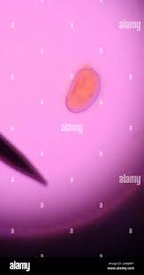 Attēlu rezultāti vaicājumam “Didymium serpula young”