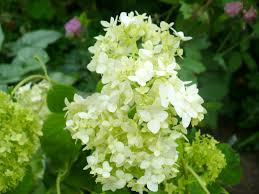 Attēlu rezultāti vaicājumam “Hydrangea arborescens subsp. discolor”