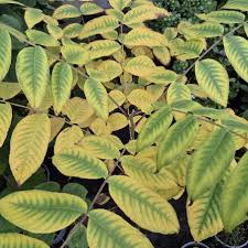 Attēlu rezultāti vaicājumam “Juglans x sinensis leaf”