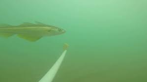 Image result for Pollachius virens