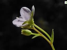 Attēlu rezultāti vaicājumam “Veronica scutellata flower”