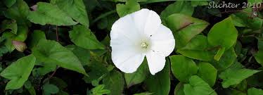 Attēlu rezultāti vaicājumam “Calystegia inflata leaf”