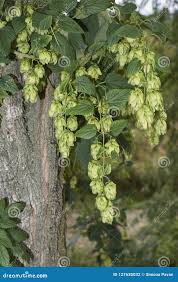 Attēlu rezultāti vaicājumam “Humulus lupulus fruit”
