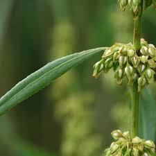 Attēlu rezultāti vaicājumam “Rumex hydrolapathum”