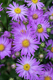 Image result for Aster amellus
