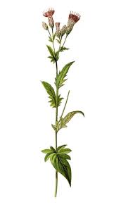 Attēlu rezultāti vaicājumam “Serratula tinctoria flower”