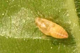 Attēlu rezultāti vaicājumam “Psallus sp.”