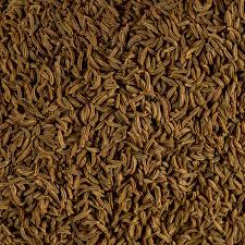 Image result for Carum carvi