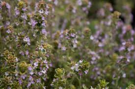 Attēlu rezultāti vaicājumam “Thymus pulegioides”