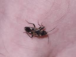 Image result for Rhyparochromus