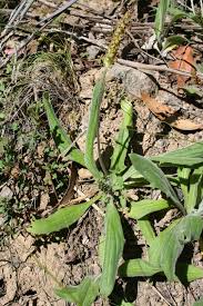 Attēlu rezultāti vaicājumam “Plantago uniflora leaf”