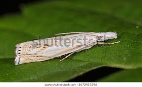 Attēlu rezultāti vaicājumam “Crambus”