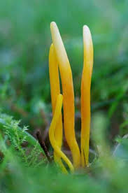 Attēlu rezultāti vaicājumam “Clavulinopsis helvola”