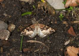 Attēlu rezultāti vaicājumam “Xanthorhoe biriviata”