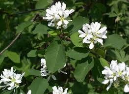 Attēlu rezultāti vaicājumam “Amelanchier spicata flower”