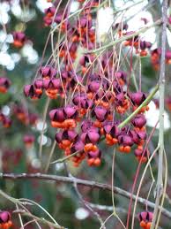 Attēlu rezultāti vaicājumam “Euonymus verrucosus fruit”
