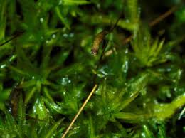 Attēlu rezultāti vaicājumam “Atrichum undulatum sporophyte”