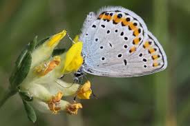 Attēlu rezultāti vaicājumam “Plebejus argyrognomon”