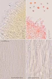 Attēlu rezultāti vaicājumam “Ramariopsis crocea”