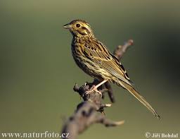 Image result for Emberiza cirlus