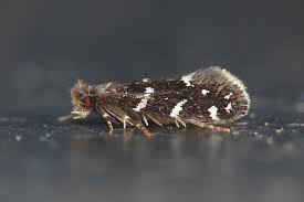 Attēlu rezultāti vaicājumam “Aethes margaritana”