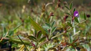 Attēlu rezultāti vaicājumam “Vicia angustifolia flower”